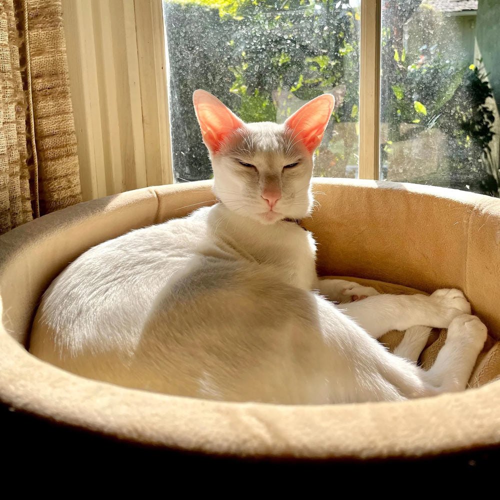 Thermo-Kitty Bed Indoor Heated Cat Bed