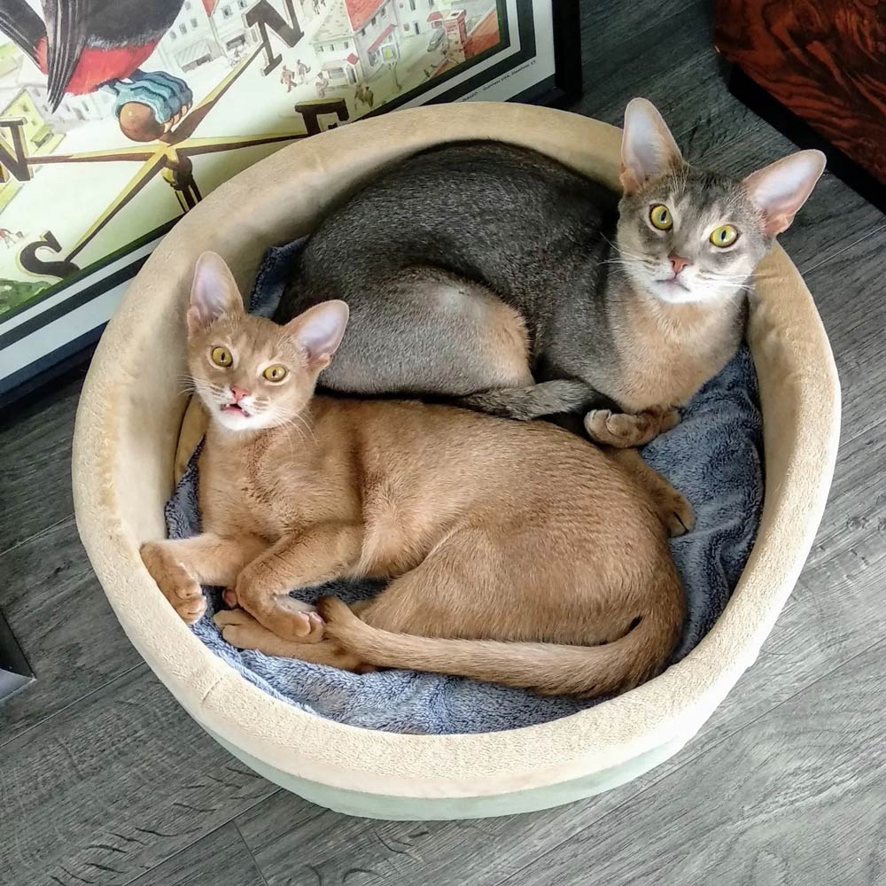 Thermo-Kitty Bed Indoor Heated Cat Bed