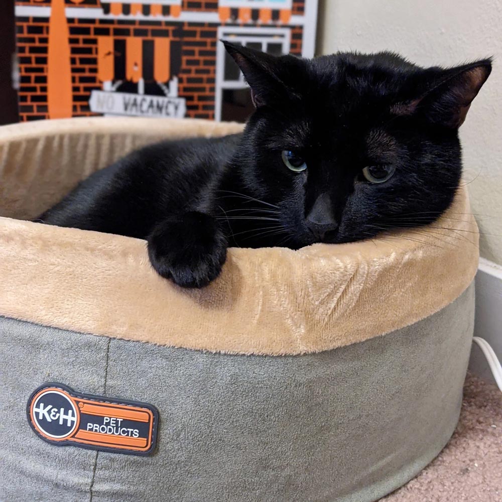 Thermo-Kitty Bed Indoor Heated Cat Bed